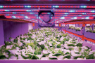 vertical_farming_voltz_maraichage