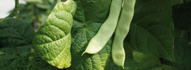 haricots_voltz_maraichage