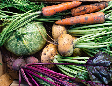 Sementes convencionais